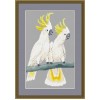 Two Sulphur Crested Cockatoos cross stitch kit by Maureen Maguire.